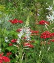 Anthericum liliago