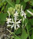 Anthericum liliago