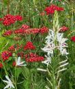 Anthericum liliago
