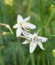 Anthericum ramosum