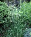 Anthericum ramosum