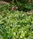 Arabis ferdinandi-coburgi 'Old Gold'