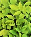 Aralia cordata 'Sun King'