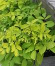 Aralia cordata 'Sun King'