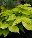 Aralia cordata 'Sun King'