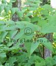 Aralia elata