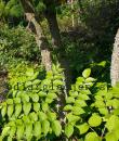 Aralia elata