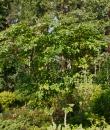 Aralia elata