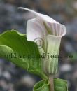 Arisaema candidissimum