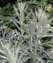 Artemisia ludoviciana 'Silver Queen'