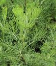 Artemisia maritima 'Coca-Cola'