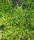 Artemisia vulgaris &#039;Oriental Limelight&#039;
