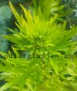 Artemisia vulgaris &#039;Oriental Limelight&#039;