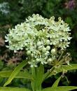 Asclepias incarnata 'Ice Ballet'