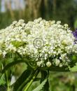 Asclepias incarnata 'Ice Ballet'