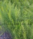 Asparagus officinalis