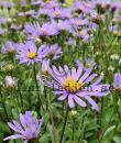 Aster amellus 'Axel Tallner'