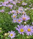 Aster amellus 'Axel Tallner'