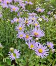Aster amellus 'Axel Tallner'