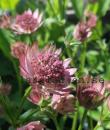 Astrantia major 'Roma'