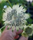 Astrantia major subsp. involucrata 'Shaggy'