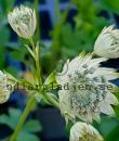 Astrantia major subsp. involucrata 'Shaggy'