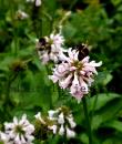 Betonica officinalis 'Summer Sweets'