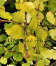 Betula 'Golden Treasure'