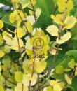 Betula 'Golden Treasure'