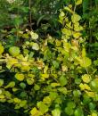 Betula 'Golden Treasure'