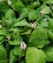 Bistorta tenuicaulis