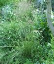 Calamagrostis x acutiflora 'Overdam'