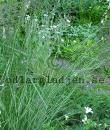 Calamagrostis x acutiflora 'Overdam'
