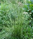 Calamagrostis x acutiflora 'Overdam'