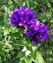 Campanula glomerata 'Superba'