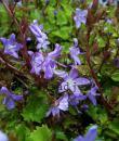 Campanula poscharskyana 'Stella'