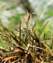 Carex bergrenii