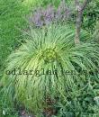 Carex caryophyllea 'The Beatles'