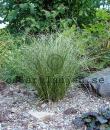 Carex comans 'Frosted Curls'