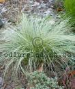 Carex comans 'Frosted Curls'