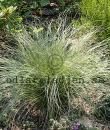Carex comans 'Frosted Curls'
