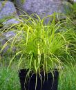 Carex elata &#039;Aurea&#039;