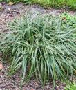 Carex flacca 'Bias'