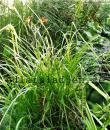 Carex grayi