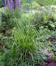 Carex grayi