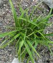 Carex morrowii 'Ice Dance'