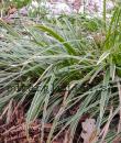 Carex morrowii 'Ice Dance'