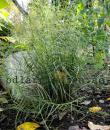 Carex muskingumensis 'Little Midge'