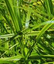 Carex muskingumensis &#039;Oehme&#039;