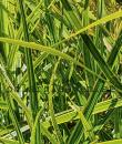 Carex muskingumensis 'Oehme'